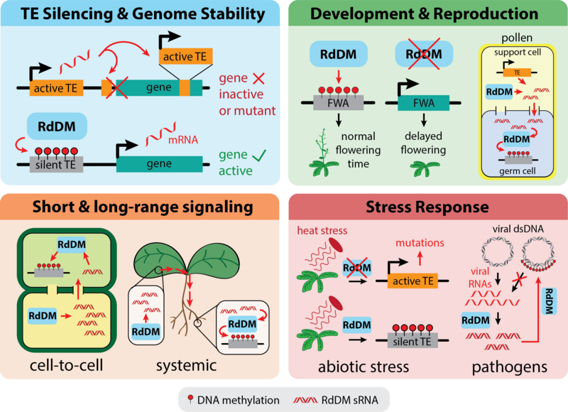 File:RdDM biological functions.png