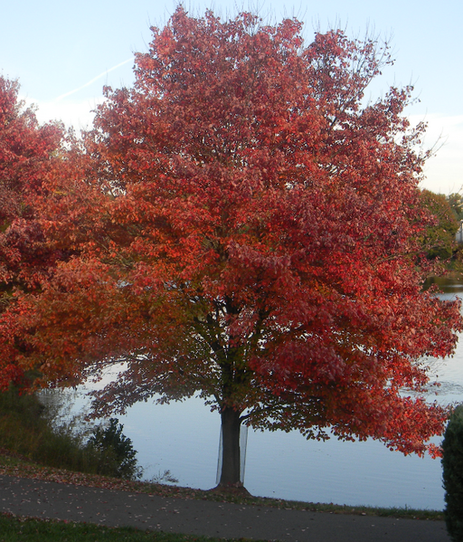 File:Red maple.png