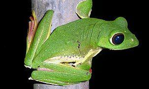 Malabar flying frog