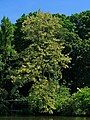 Black locust.