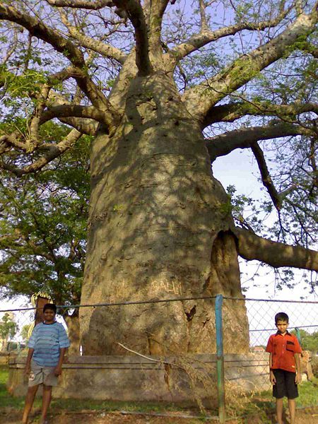 File:SavanurBaobab06052007318.jpg