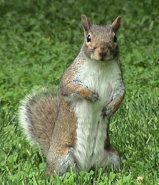 File:Sciurus carolinensis 1.jpg