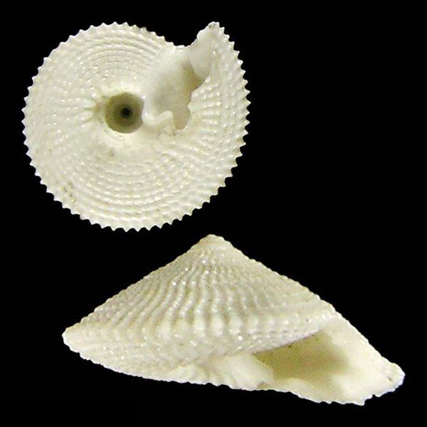 File:Seashell Ancistrobasis largoi.jpg