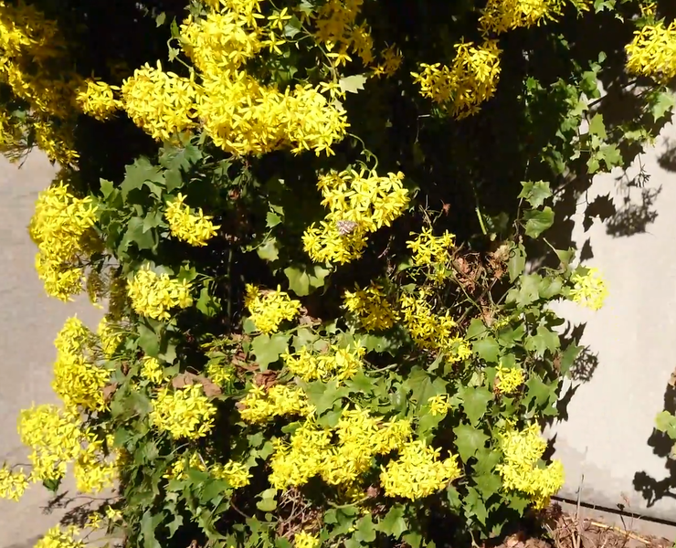 File:Senecio tamoides5.png