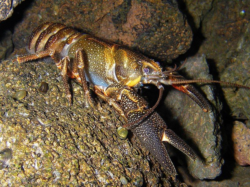 File:Shasta crayfish.jpg