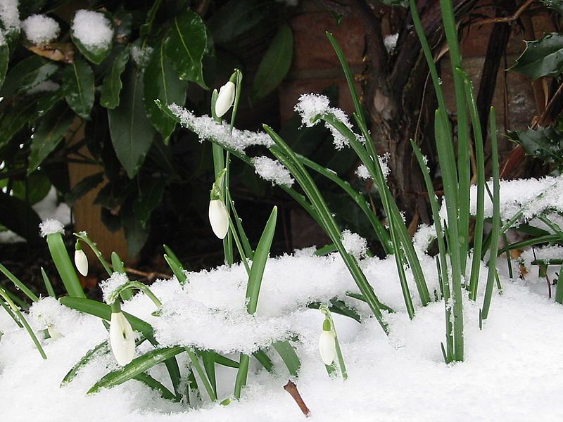 File:Snowdrop.JPG