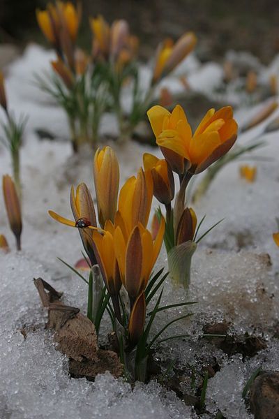 File:Snowdrop (flowers) 1.JPG