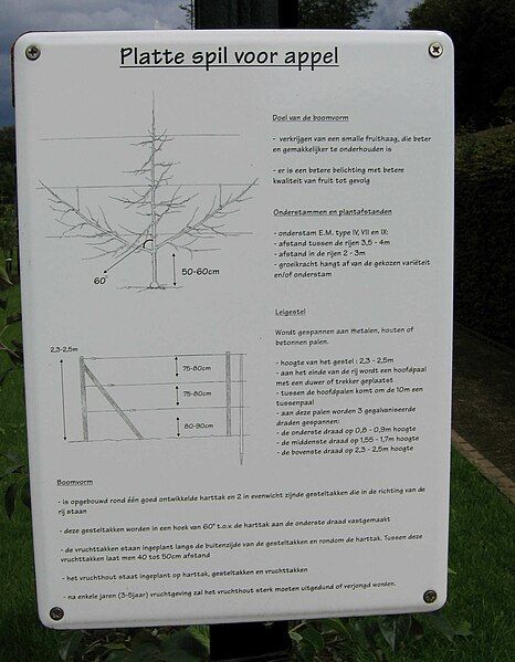 File:Spindlebush description.JPG