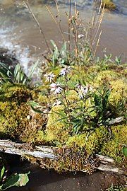 Symphyotrichum nahanniense in Northwest Territories, Canada