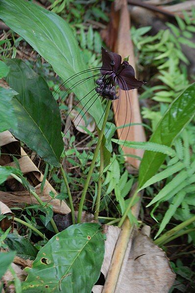 File:Tacca chantrieriRHu.JPG