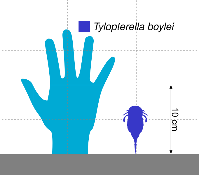 File:Tylopterella Scale.svg