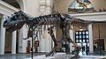 Sue, the most complete Tyrannosaurus skeleton ever found