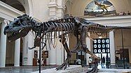 Sue, the most complete T. rex skeleton found