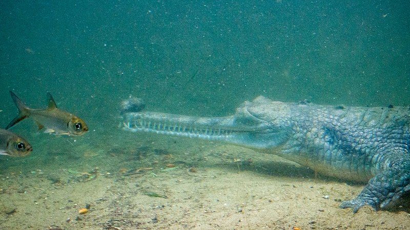 File:Underwater Gharial (20841208363).jpg