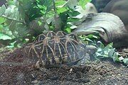 Tortoise in Saito Centre