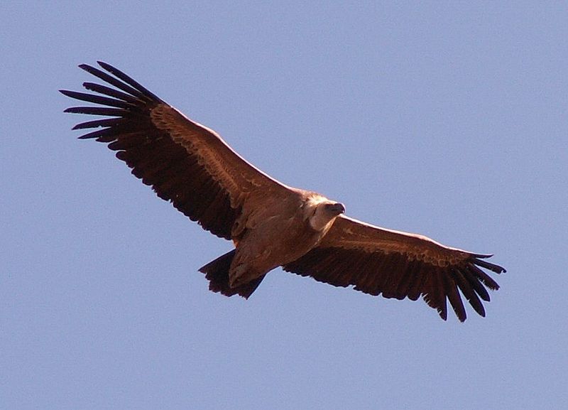 File:Vulture 19o05.jpg