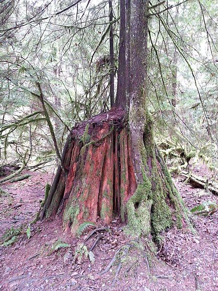 File:WesternRedCedarStump.jpg