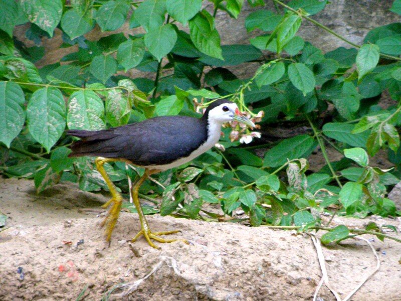 File:White-breasted-water-hen-agra.jpg