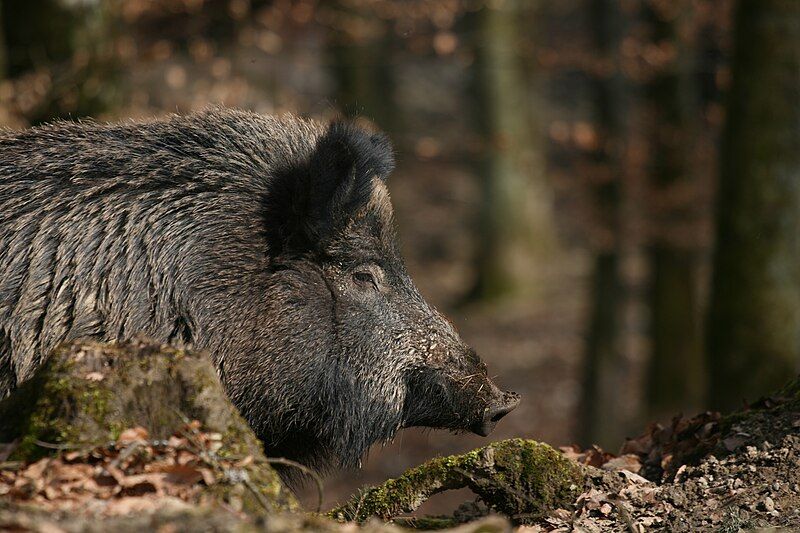 File:Wildschwein Sus scrofa.jpg