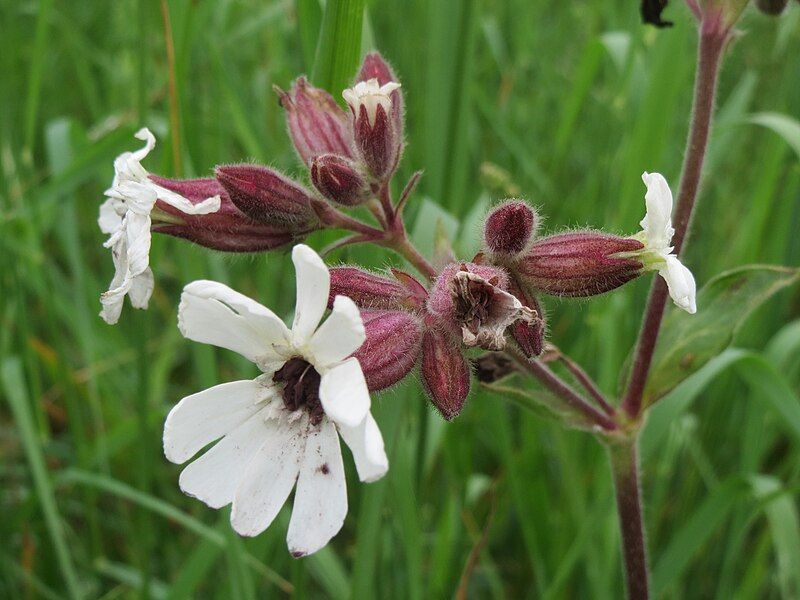 File:20140427Silene latifolia2.jpg