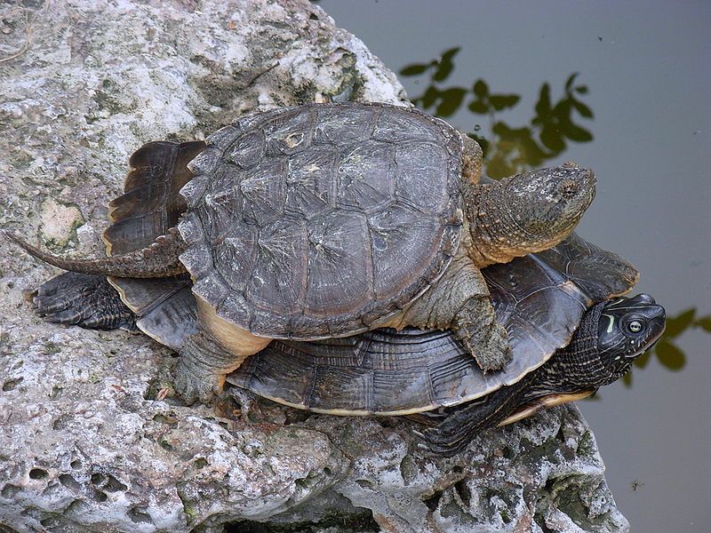 File:2turtles.JPG