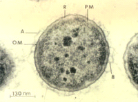 Aeromonas salmonicida, a Gram-negative bacteria, causes the disease furunculosis in marine and freshwater fish.