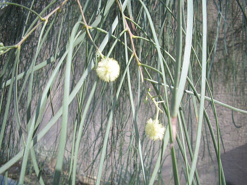 File:Acacia-stenophylla-flowers.jpg