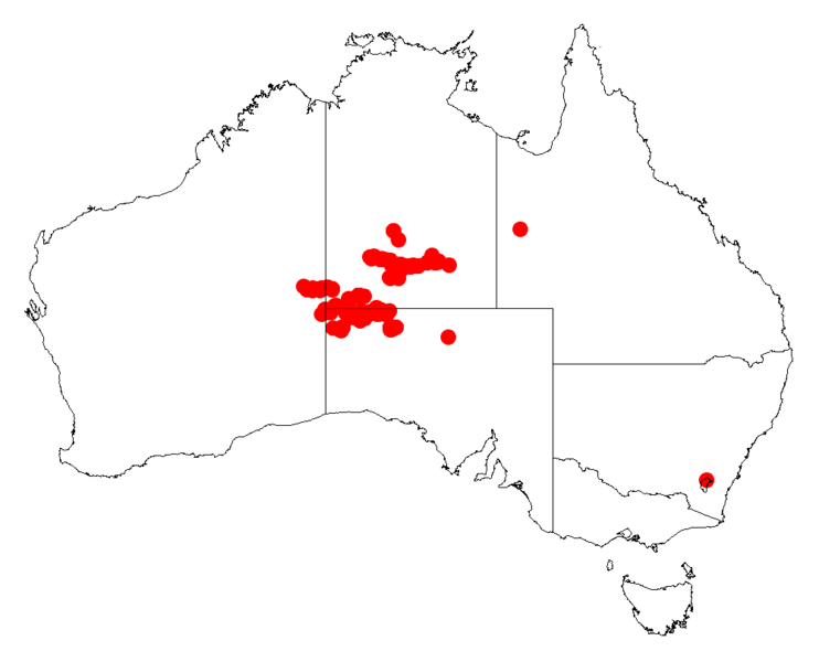 File:Acacia strongylophyllaDistMap862.png