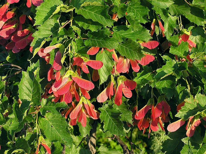 File:Acer tataricum (fruits).jpg