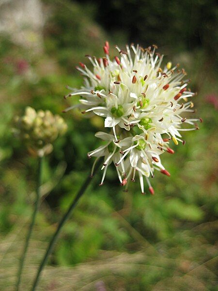 File:Allium ericetorum.jpg