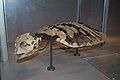 Extinct sea turtle Allopleuron hoffmani[3]