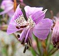 Alstroemeria revoluta