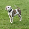 American Bulldog