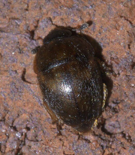 File:Amphicrossus ciliatus P1630964a.jpg