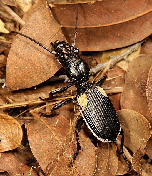 File:Anthia cephalotes 332501767.jpg