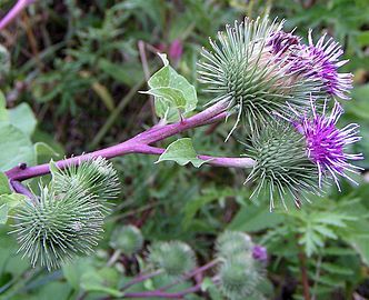 Inflorescence