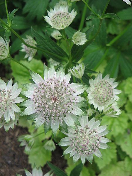 File:Astrantia major03.jpg