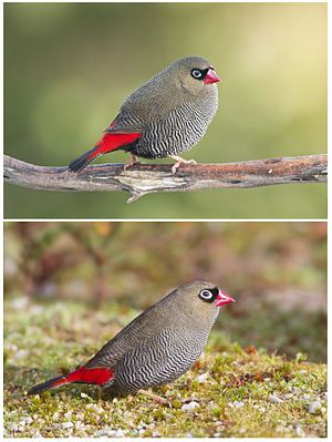 Beautiful Firetail