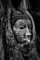 Detached Buddha head encased in fig tree roots