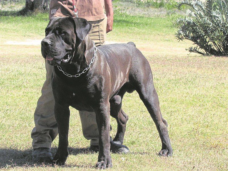 File:Black Boerboel.jpg