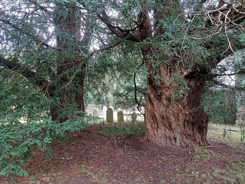 File:Breinton Yew Trees.jpg