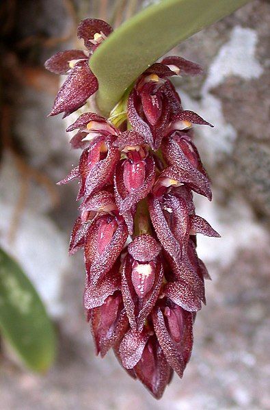 File:Bulbophyllum tridentatum (6699228245).jpg