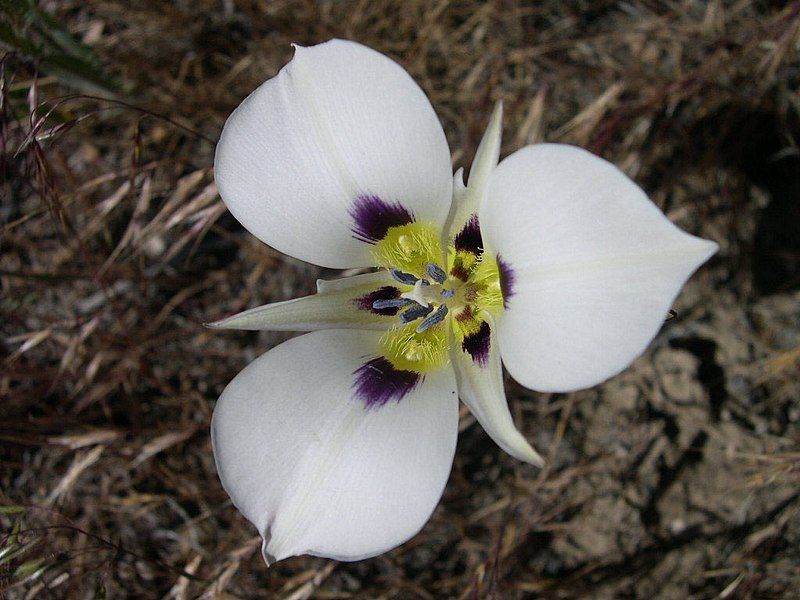 File:Calochortus bruneaunis-5-20-04.jpg