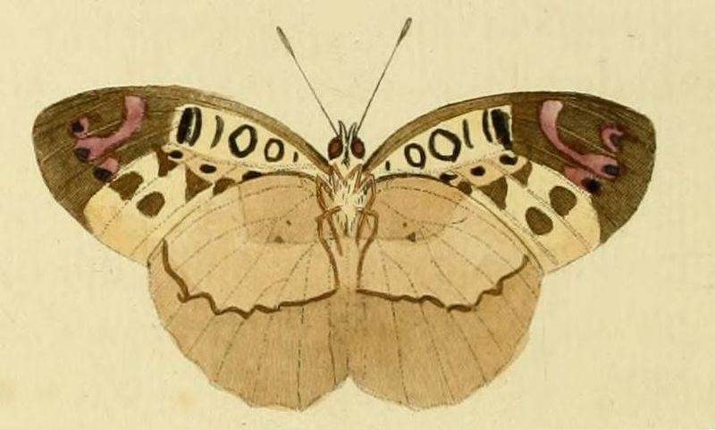 File:Catuna crithea1.JPG