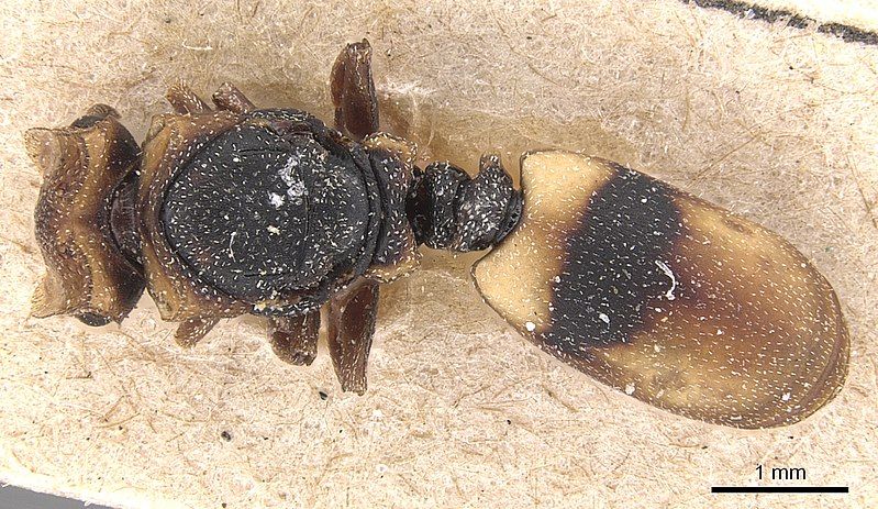 File:Cephalotes klugi.jpg