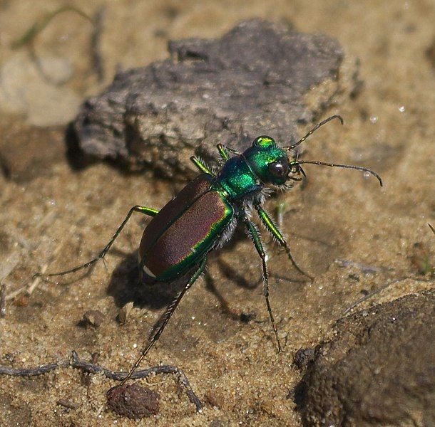 File:Cicindela splendida P1380169a.jpg