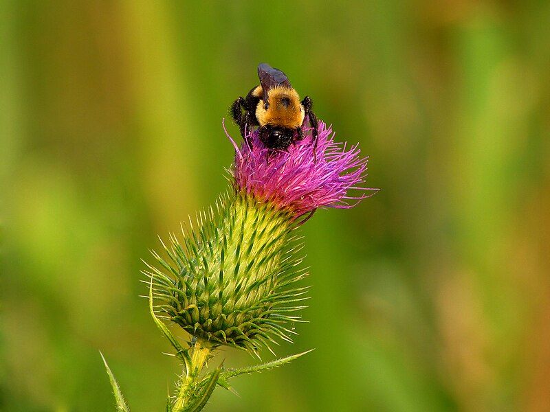 File:Cirsium vulgare Bombus.jpg