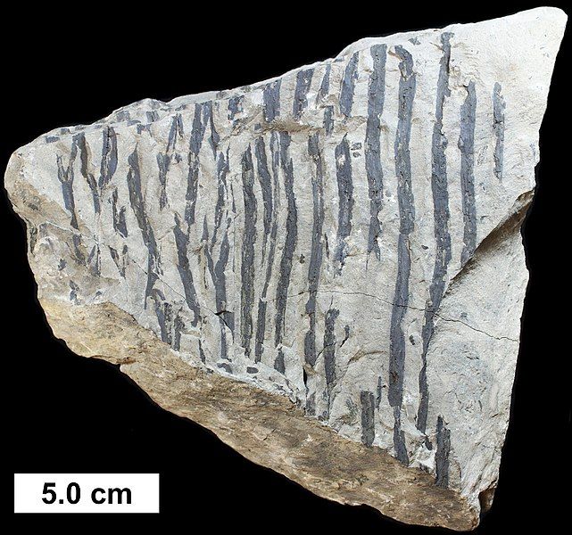 File:Cladoxylopsid bark.jpg