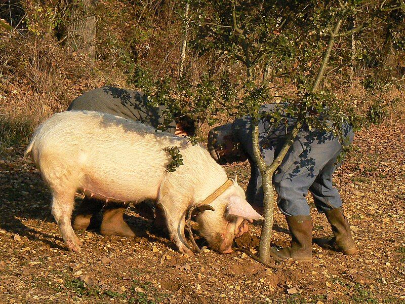 File:Cochon truffier.JPG