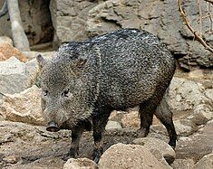 Collared peccary